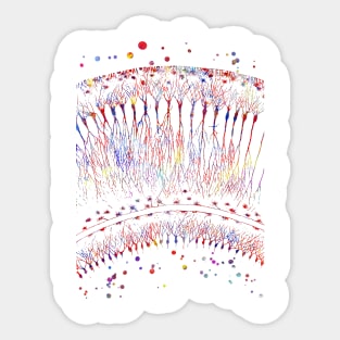 Cortical Neurons Sticker